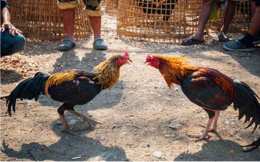 Quy tắc thi đấu trong đá gà cựa sắt Rikbet
